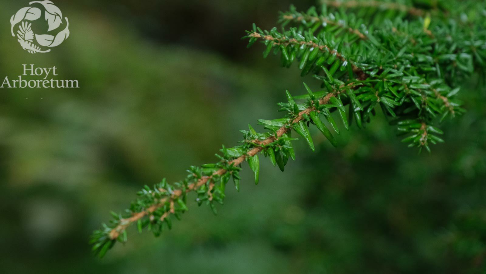 Tsuga heterophylla 'Iron Spring'