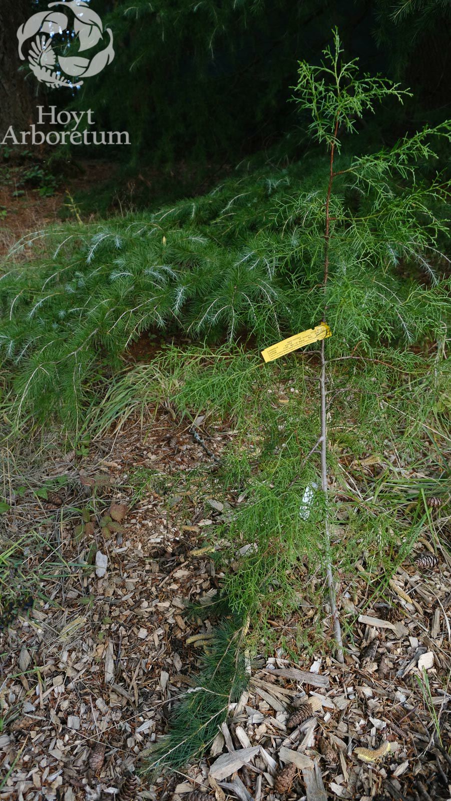Cupressus arizonica var. revealiana