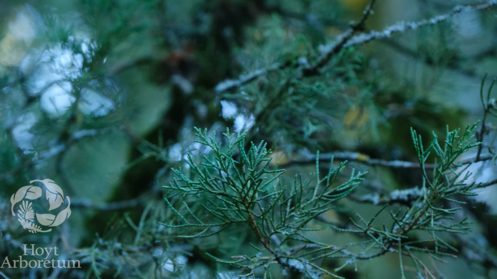 Juniperus sp