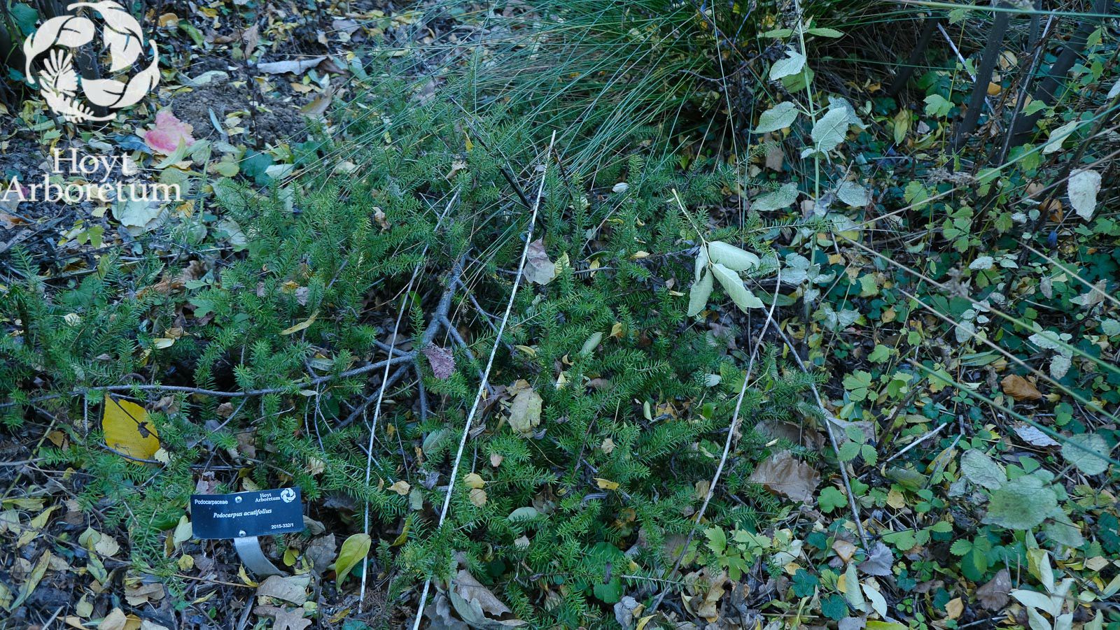 Podocarpus acutifolius