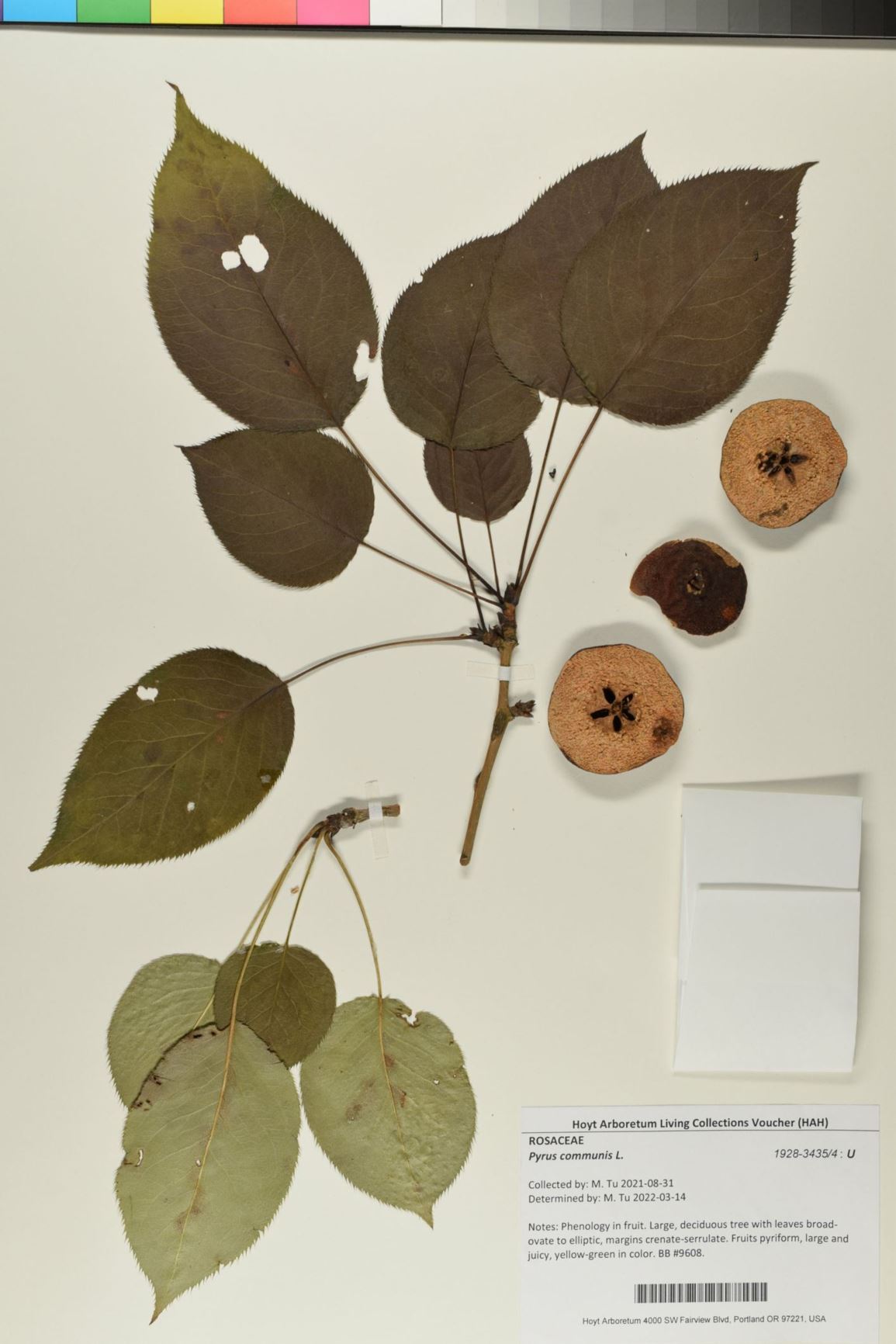 Pyrus communis - pear, common pear