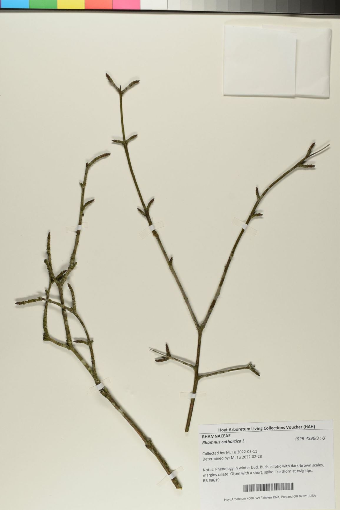 Rhamnus cathartica - Common Buckthorn, Carolina buckthorn, European buckthorn, European waythorn, Hart's thorn, nerprun cathartique