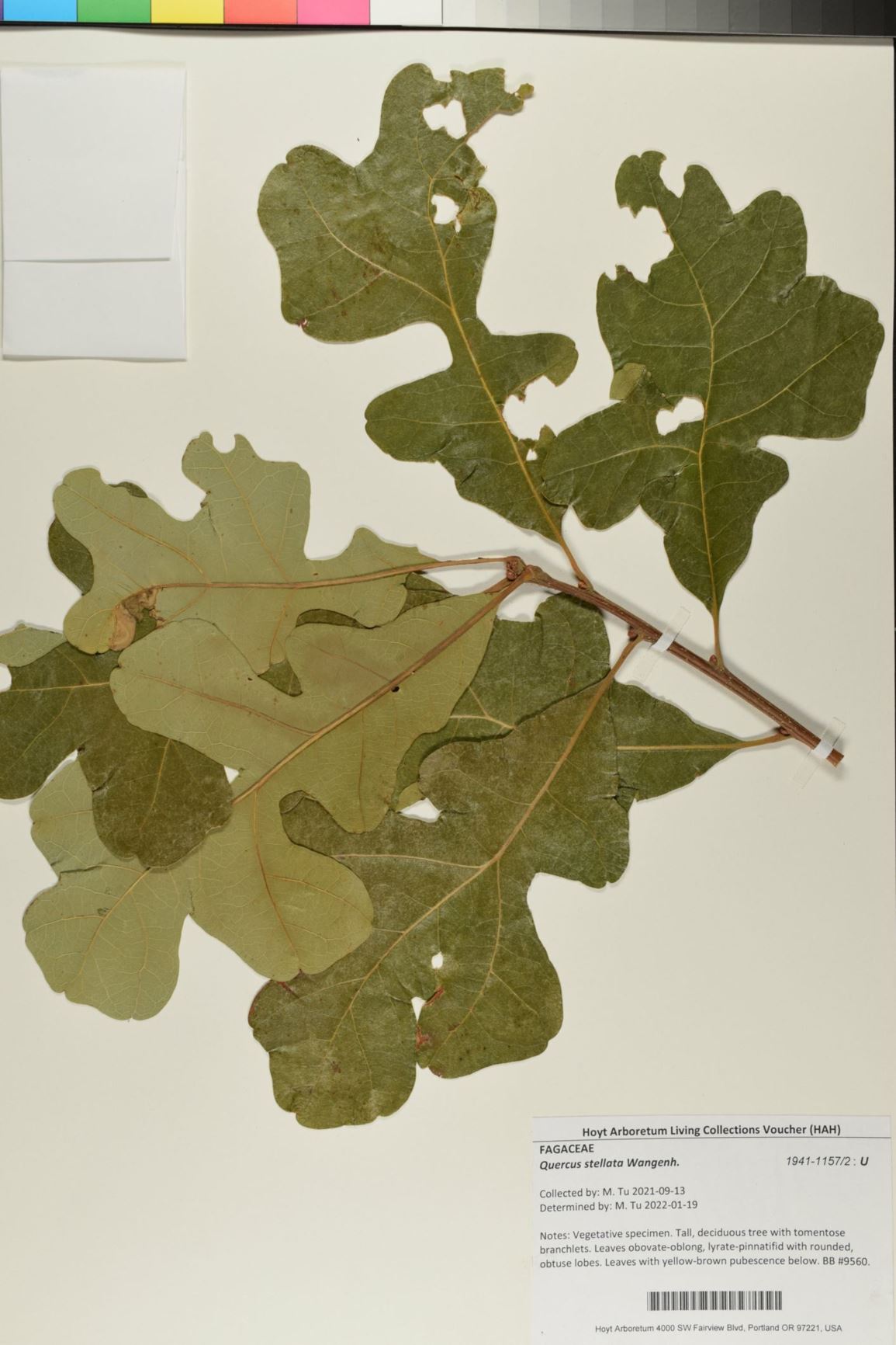 Quercus stellata - Post Oak