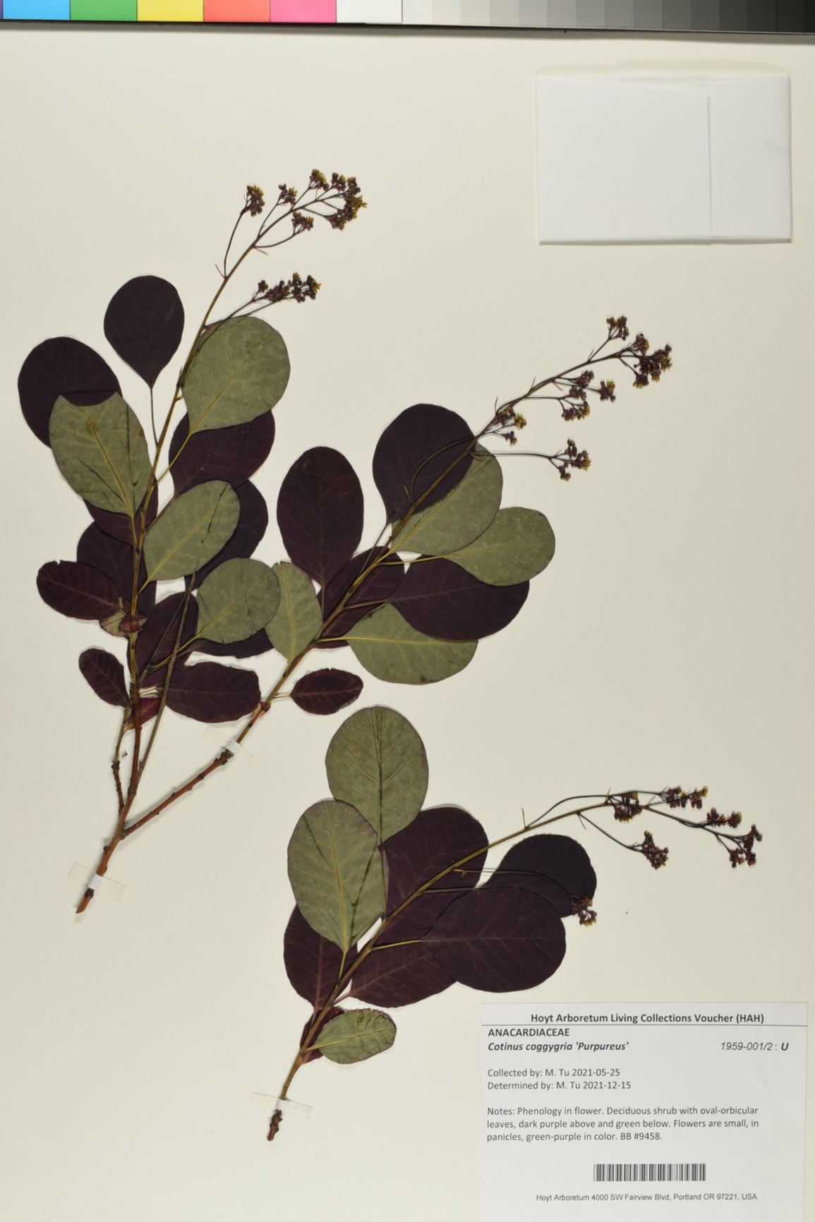 Cotinus coggygria 'Purpureus' - Purple Smoketree
