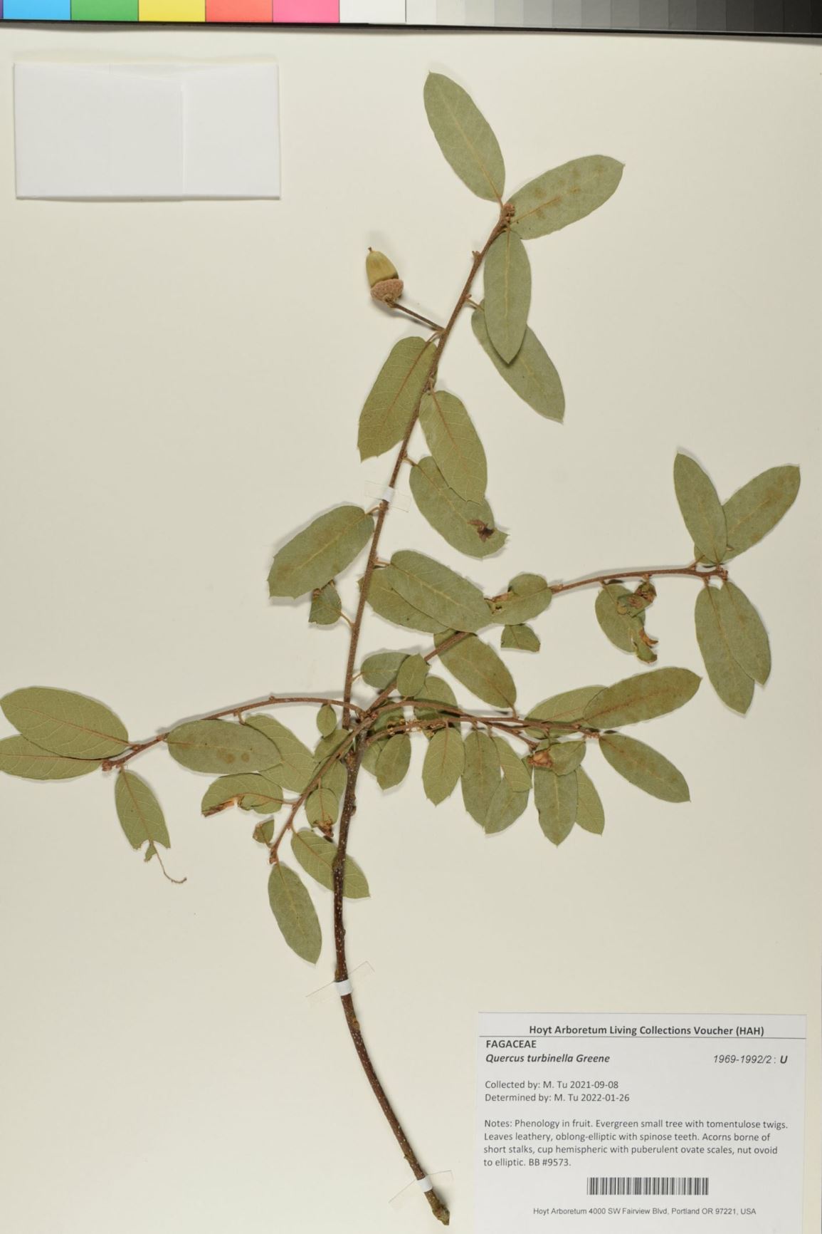 Quercus turbinella - Shrub Live Oak, turbinella oak, scrub oak, Sonoran scrub oak