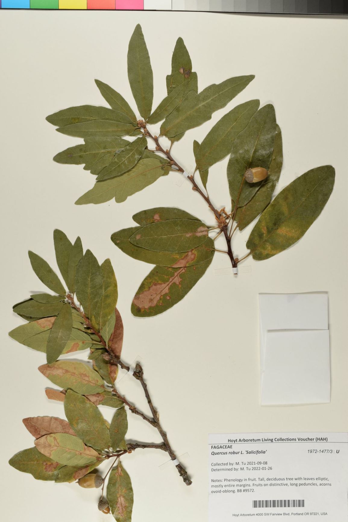 Quercus robur 'Salicifolia'