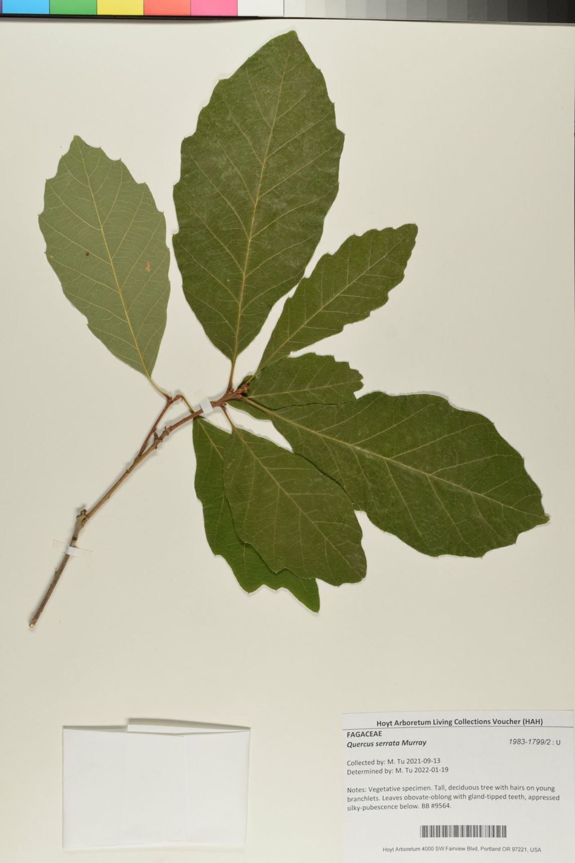 Quercus serrata - Konara Oak