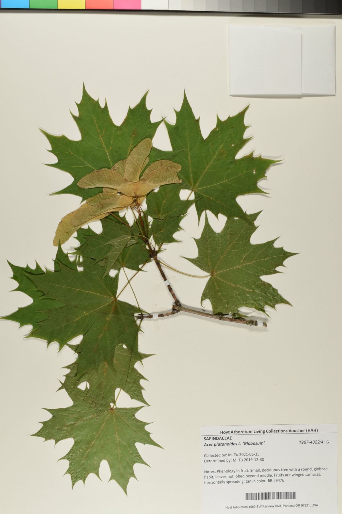 Acer platanoides 'Globosum' - Globe Maple