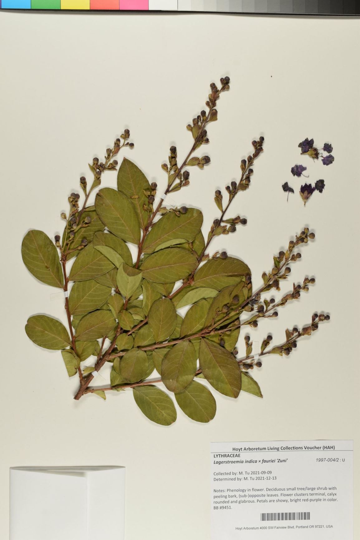 Lagerstroemia indica × fauriei 'Zuni' - Zuni Crape Myrtle