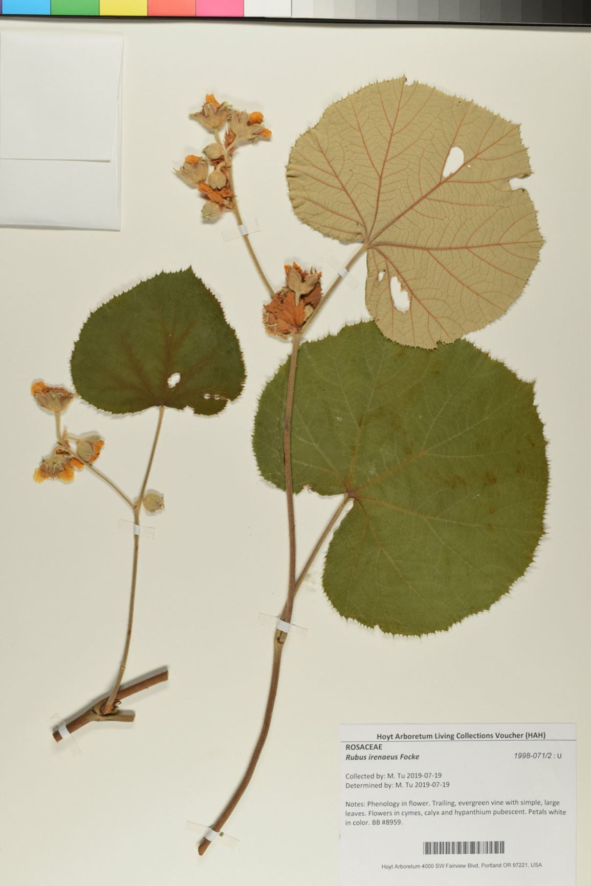 Rubus irenaeus - bigleaf raspberry