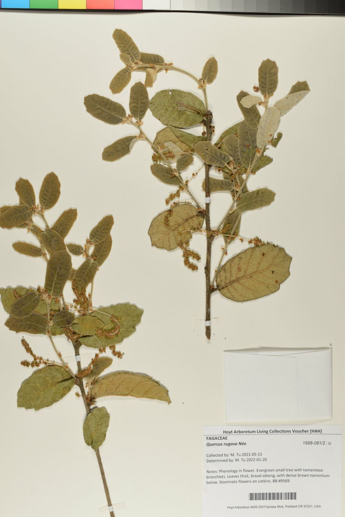 Quercus rugosa - Netleaf Oak