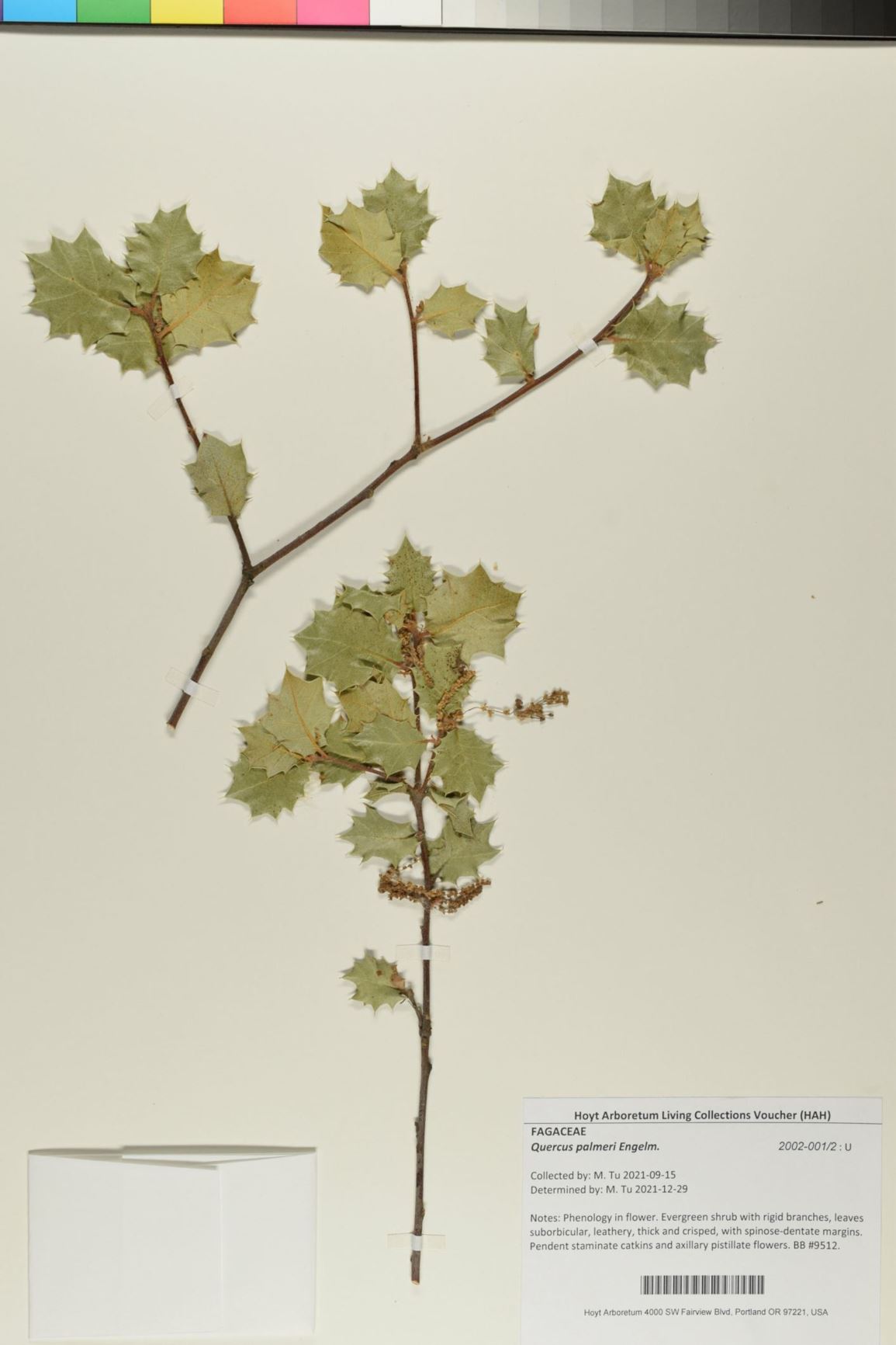 Quercus palmeri - Dunn Oak