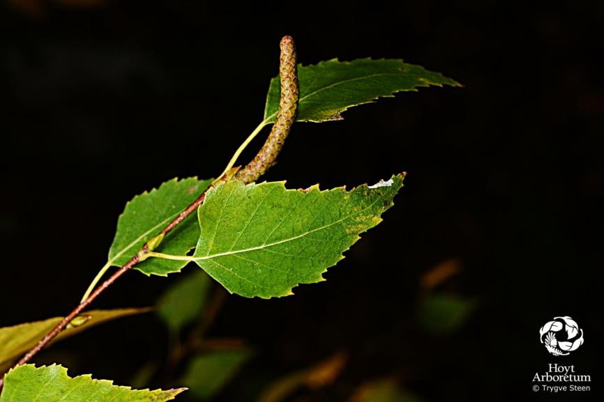 Betula pendula - European white birch