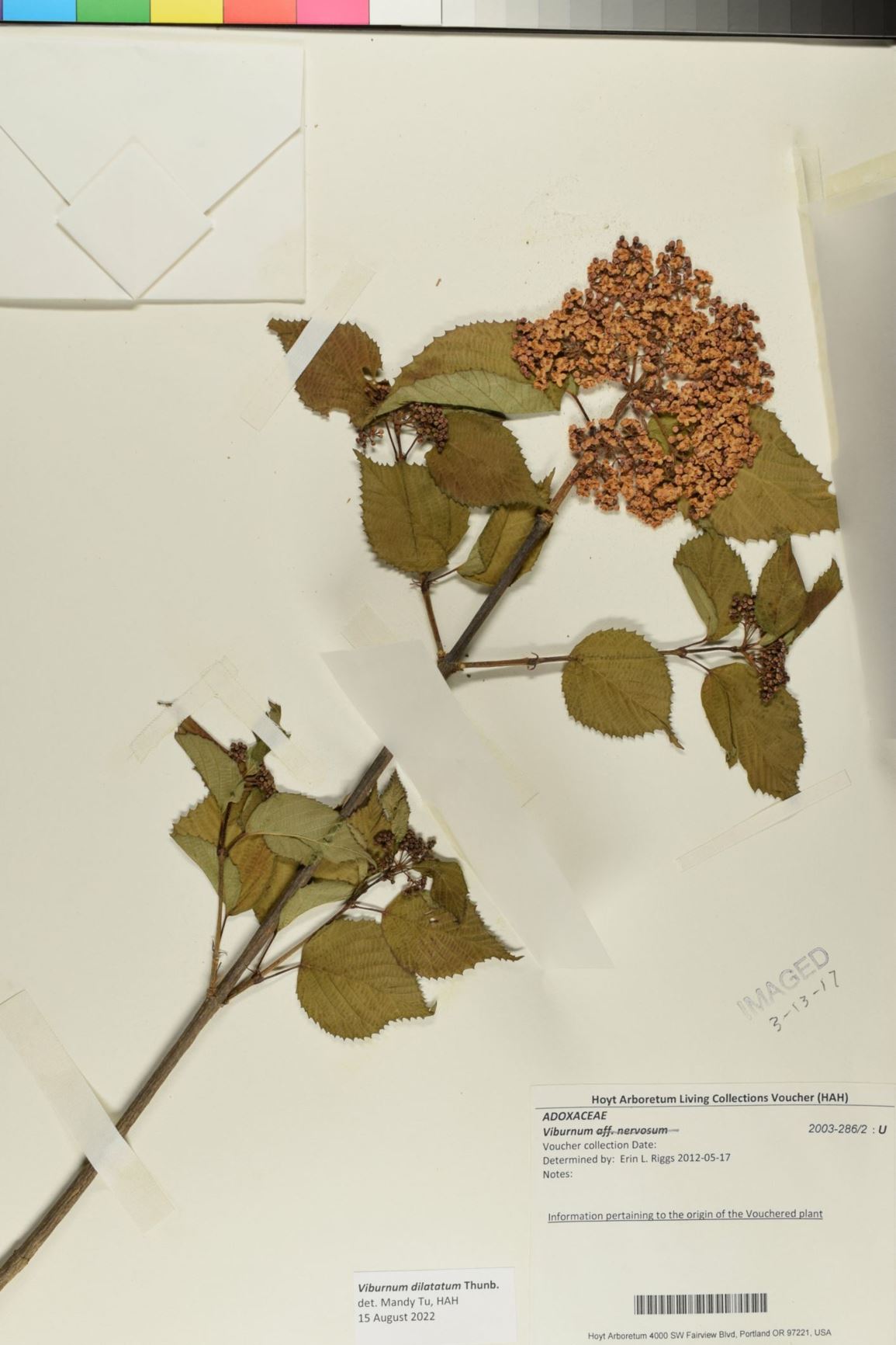 Viburnum dilatatum - Linden Viburnum, linden arrowwood