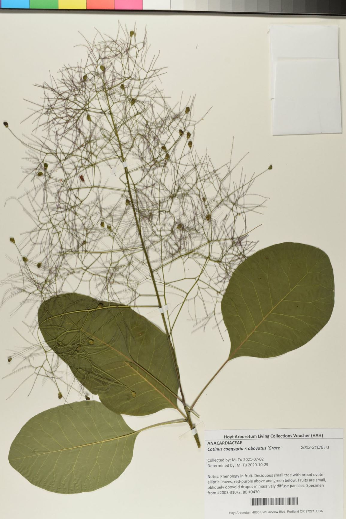 Cotinus coggygria × obovatus 'Grace' - smoketree