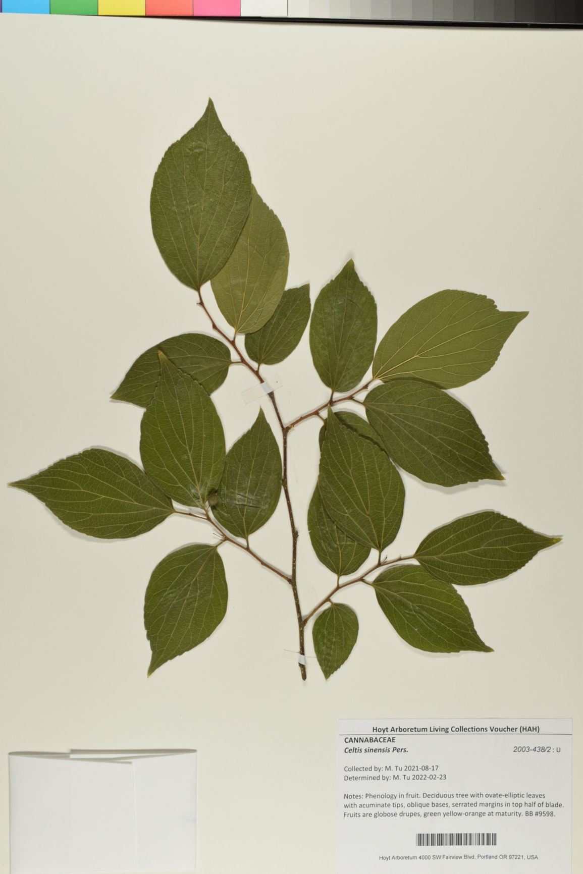 Celtis sinensis - Japanese Hackberry, Chinese hackberry