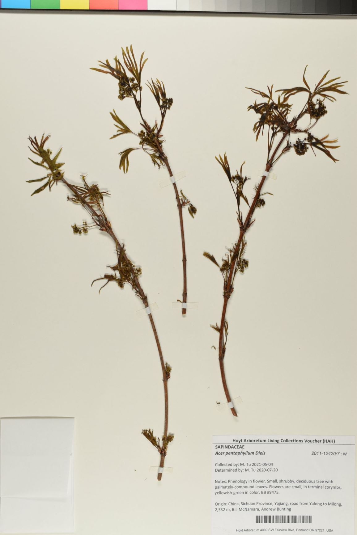 Acer pentaphyllum - five-lobed maple