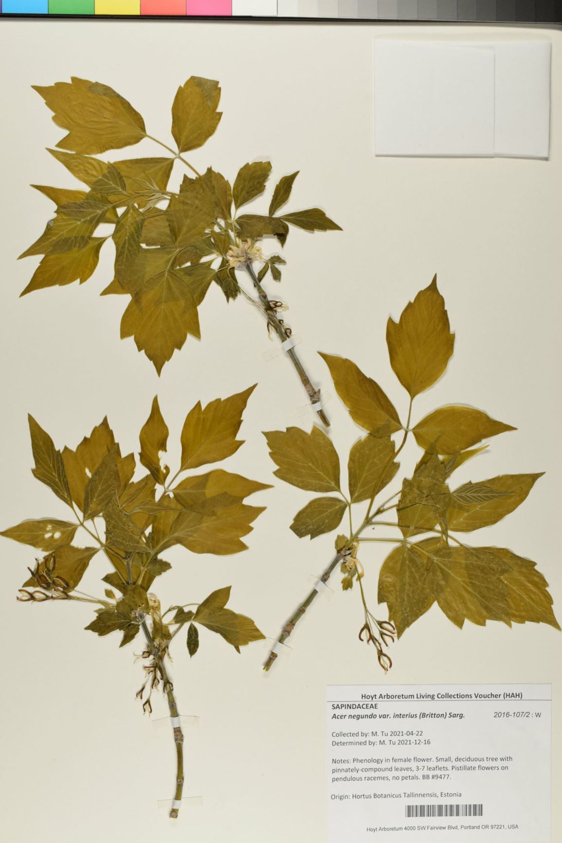 Acer negundo var. interius - boxelder, ash-leaf maple, boxelder maple