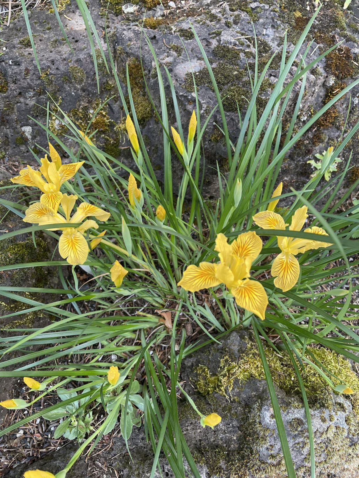 Iris innominata - Del Norte iris