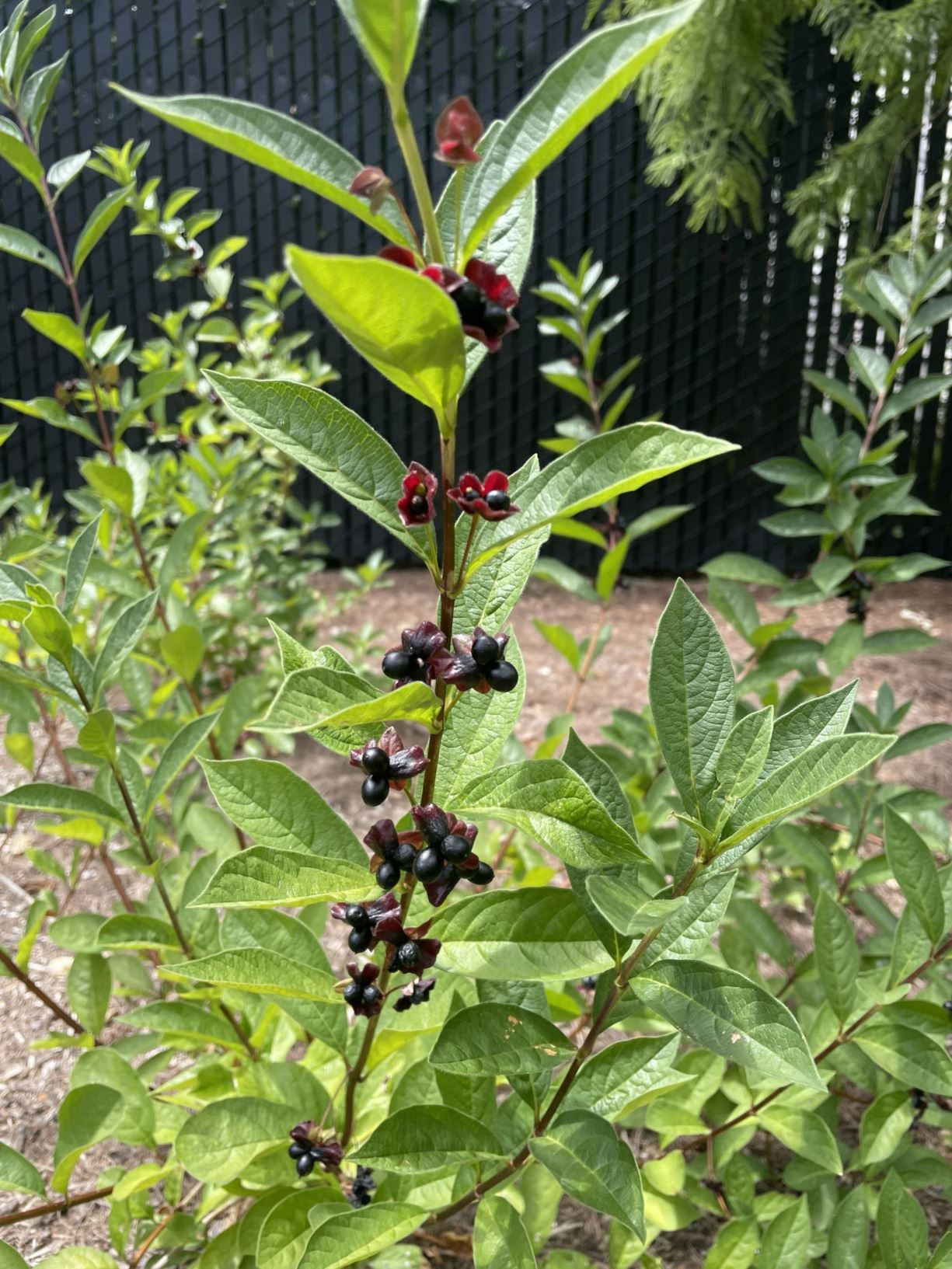 Lonicera involucrata - twinberry honeysuckle