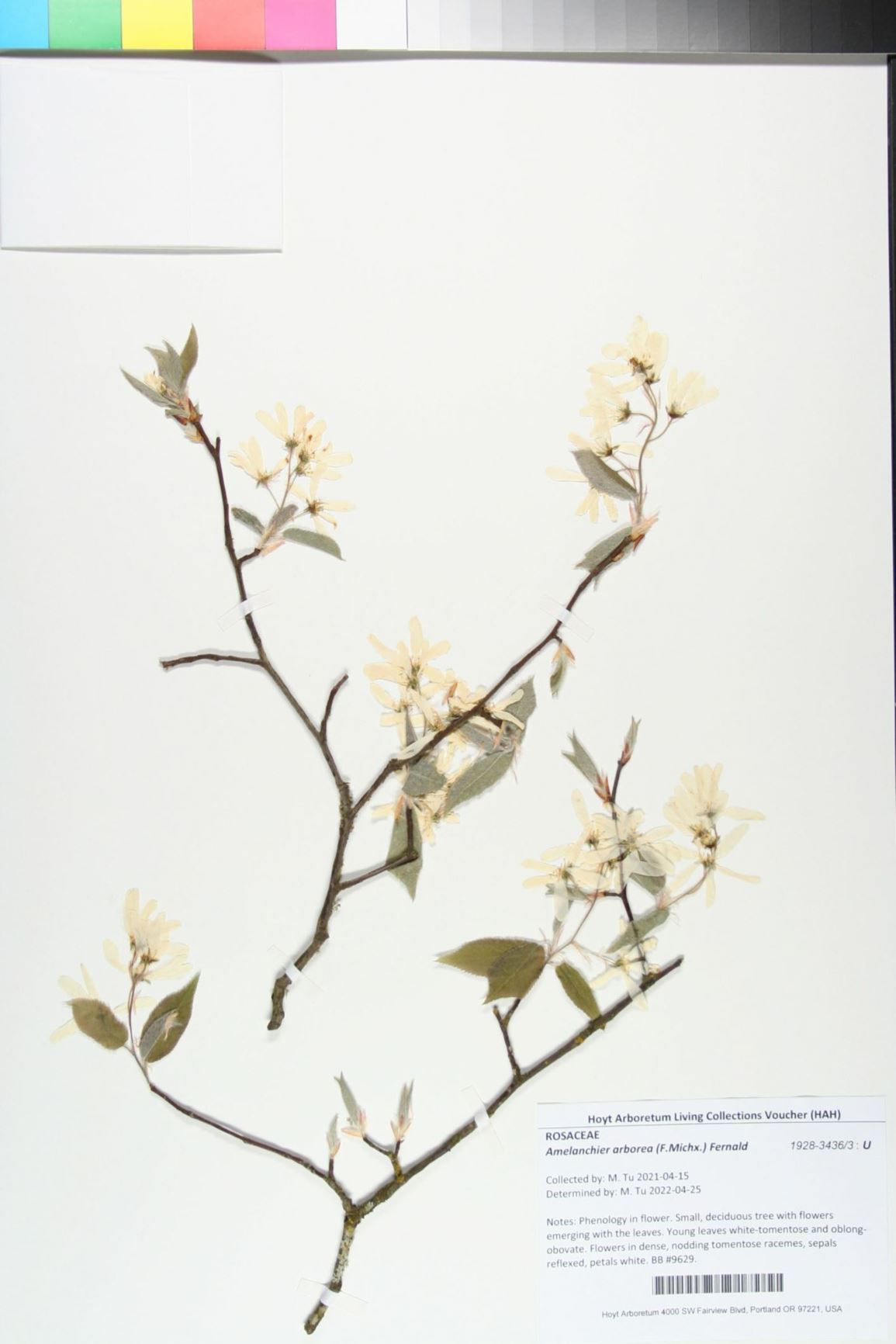 Amelanchier arborea - downy serviceberry