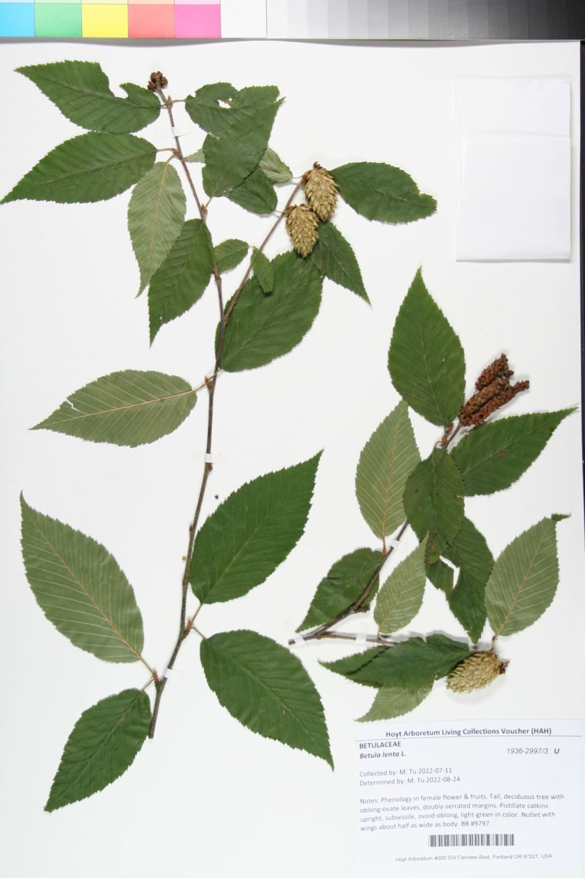 Betula lenta - black birch, sweet birch
