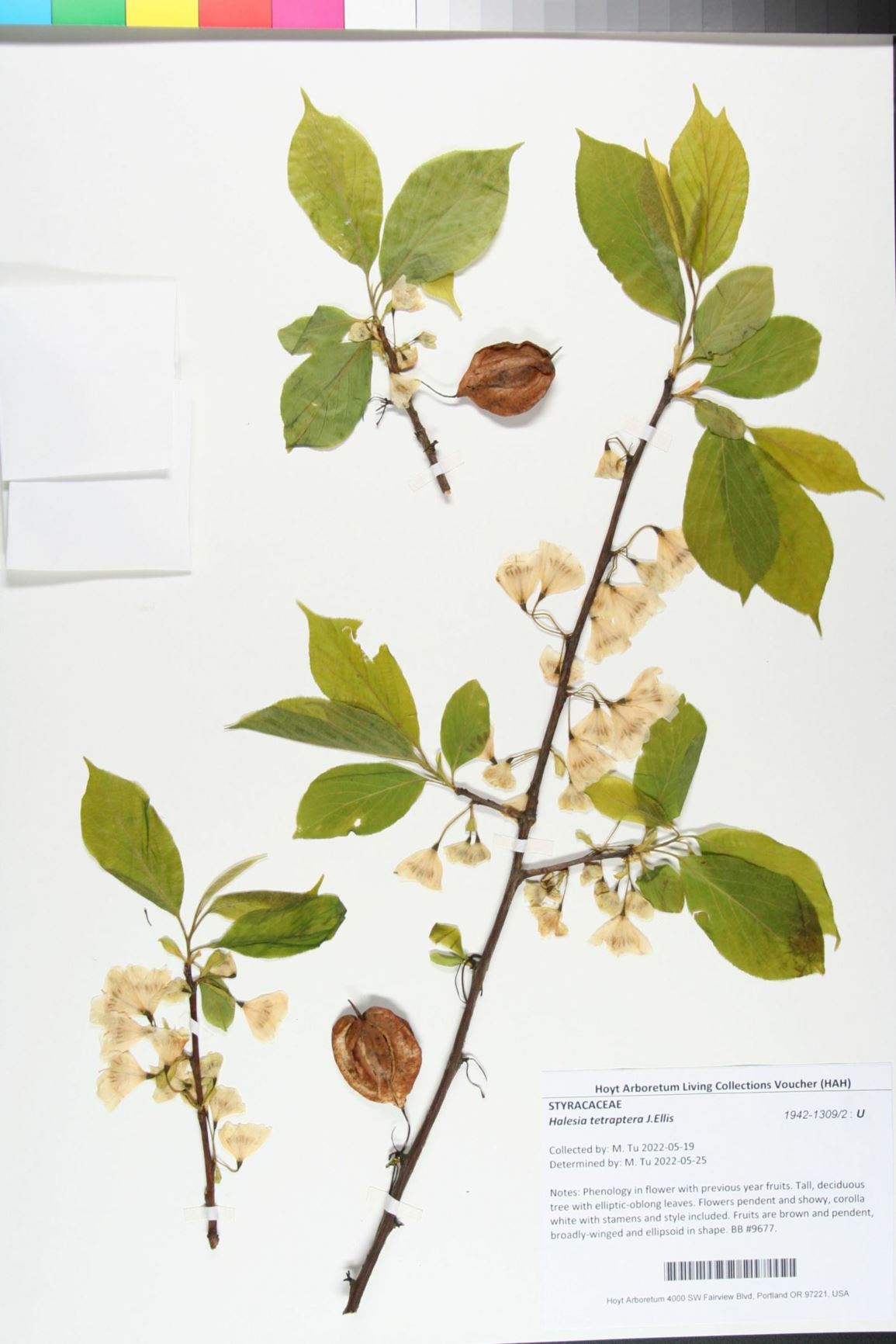 Halesia tetraptera - Carolina silverbell