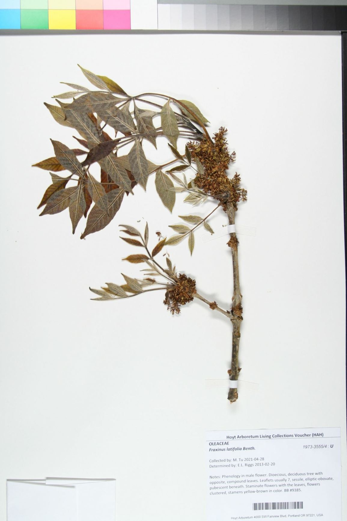 Fraxinus latifolia - Oregon ash