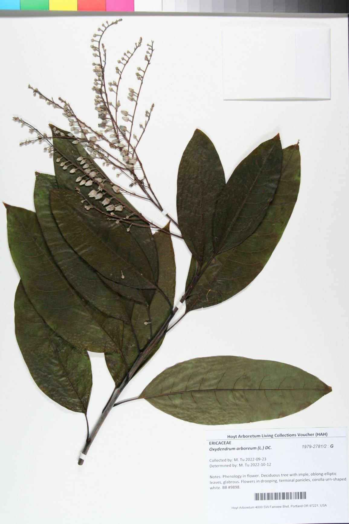 Oxydendrum arboreum - sourwood, sorrel tree, lily-of-the-valley tree