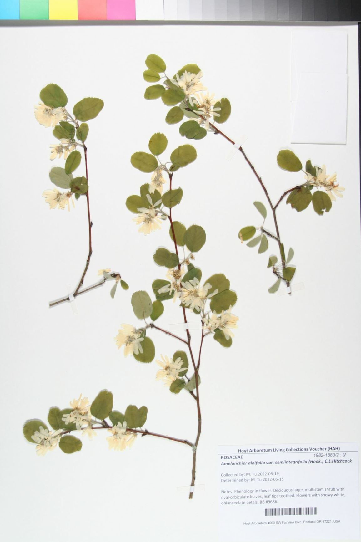 Amelanchier alnifolia var. semiintegrifolia - Pacific serviceberry, Saskatoon serviceberry
