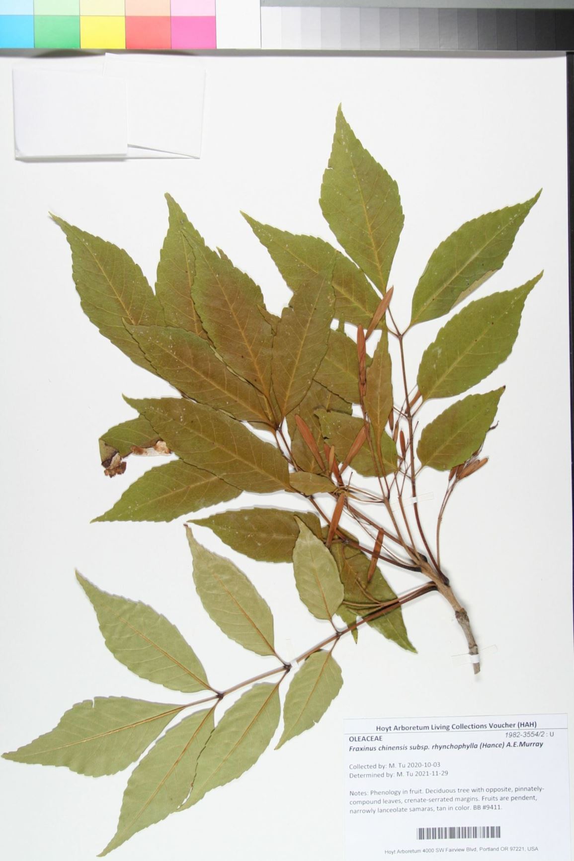 Fraxinus chinensis subsp. rhynchophylla