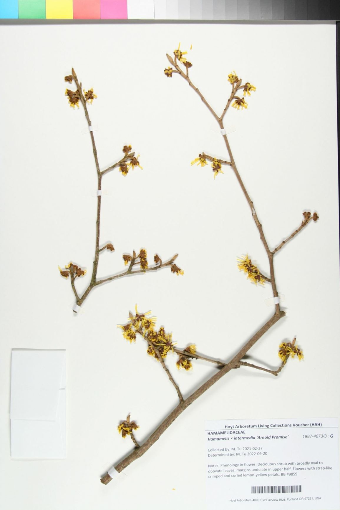 Hamamelis × intermedia 'Arnold Promise'
