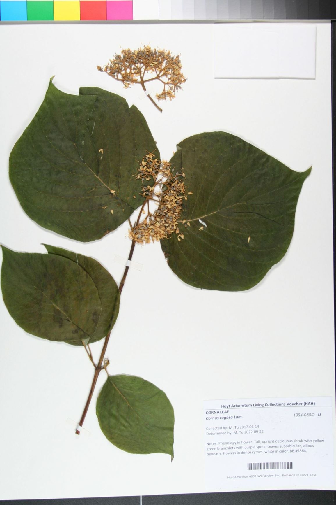 Cornus rugosa - roundleaf dogwood, round-leaf dogwood