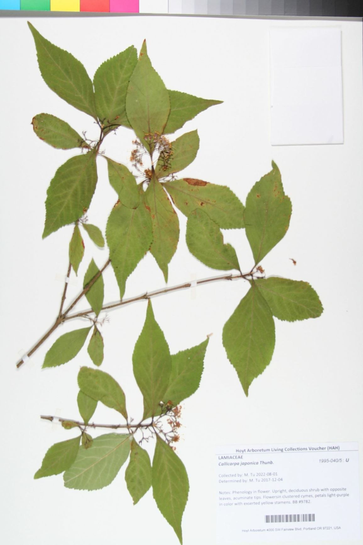 Callicarpa japonica - Japanese beautyberry