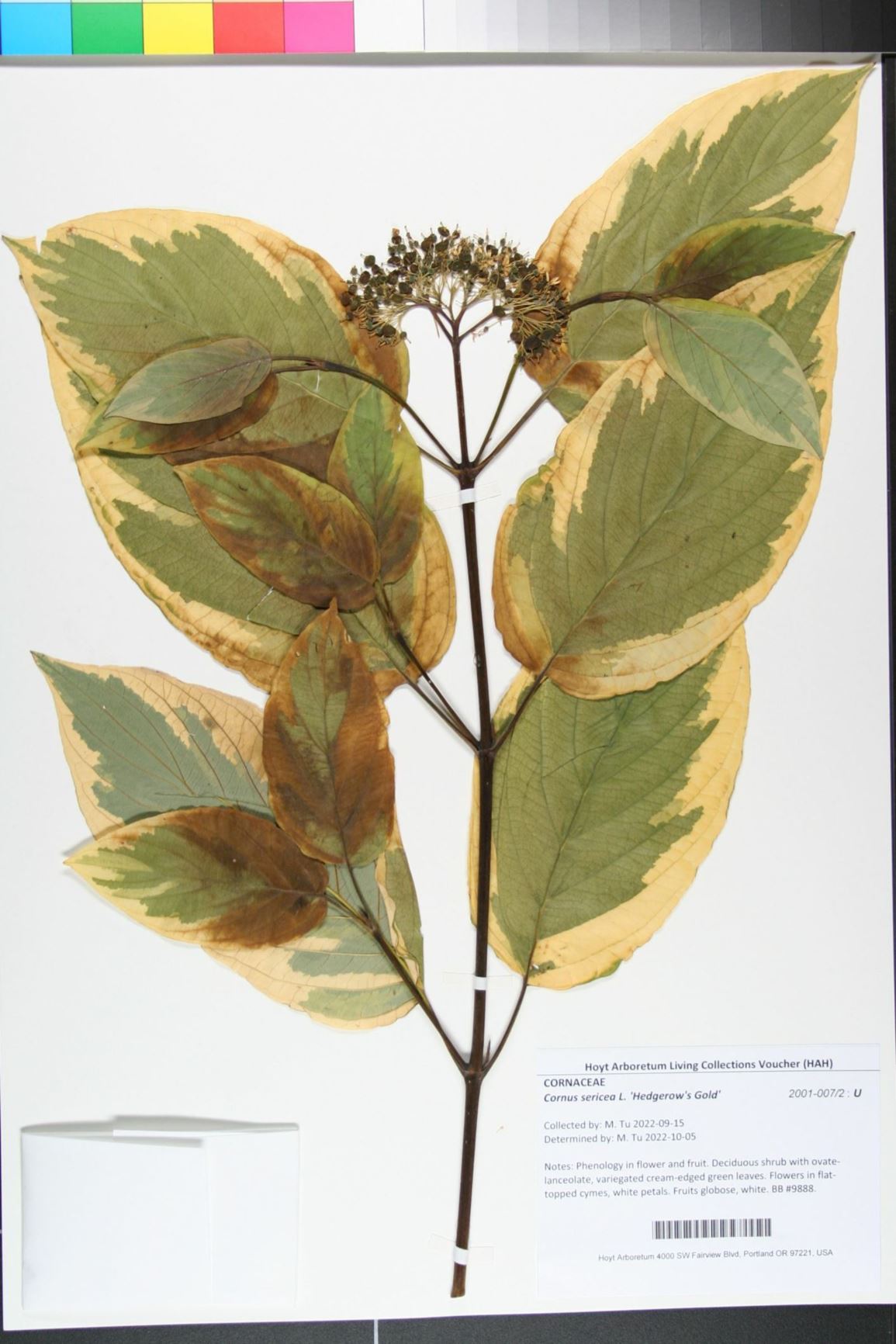 Cornus sericea 'Hedgerow's Gold'