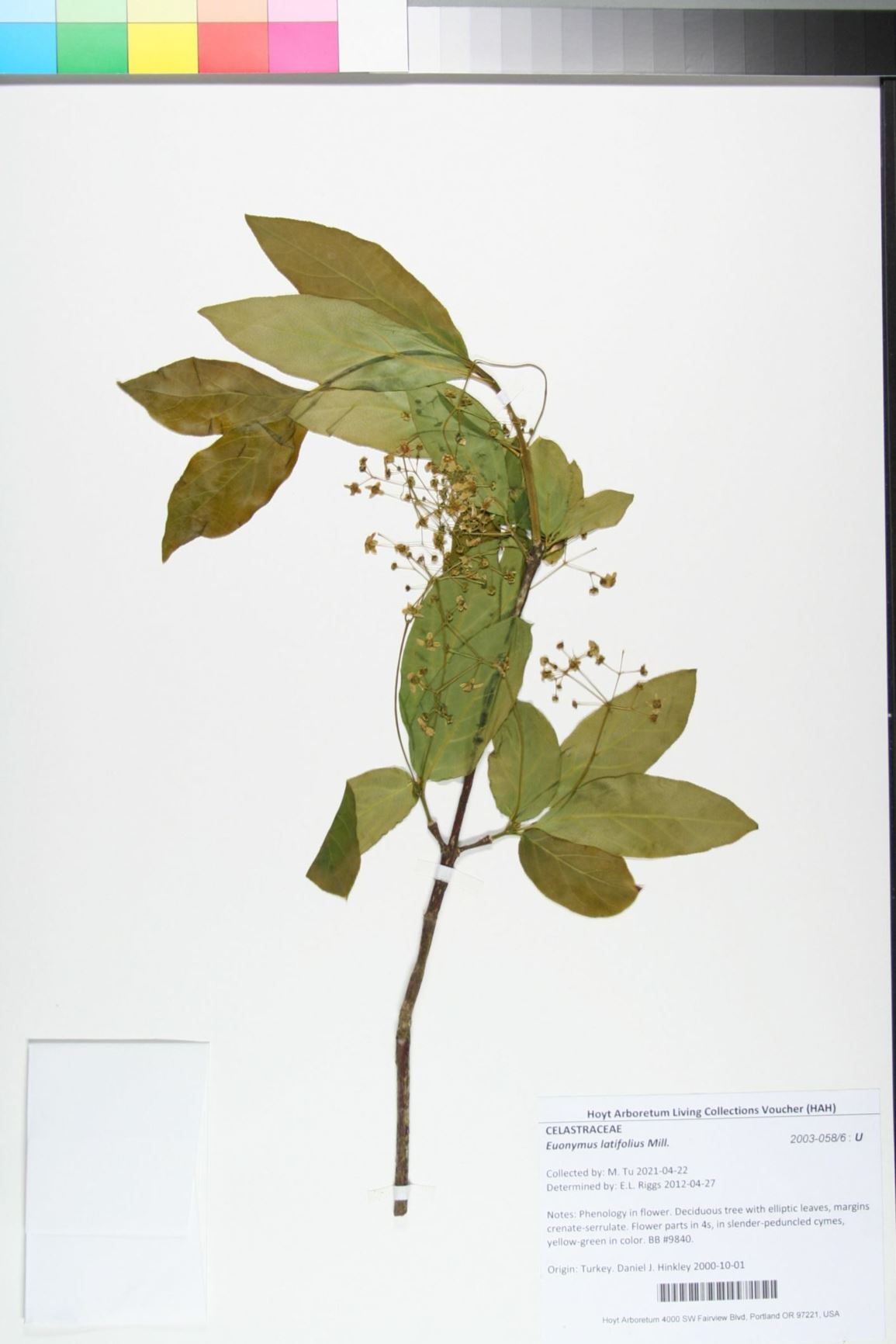 Euonymus latifolius