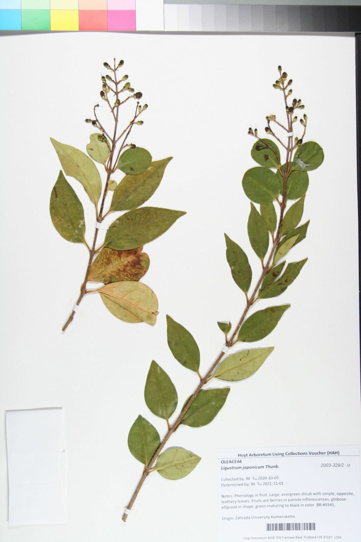 Ligustrum japonicum - Japanese Privet