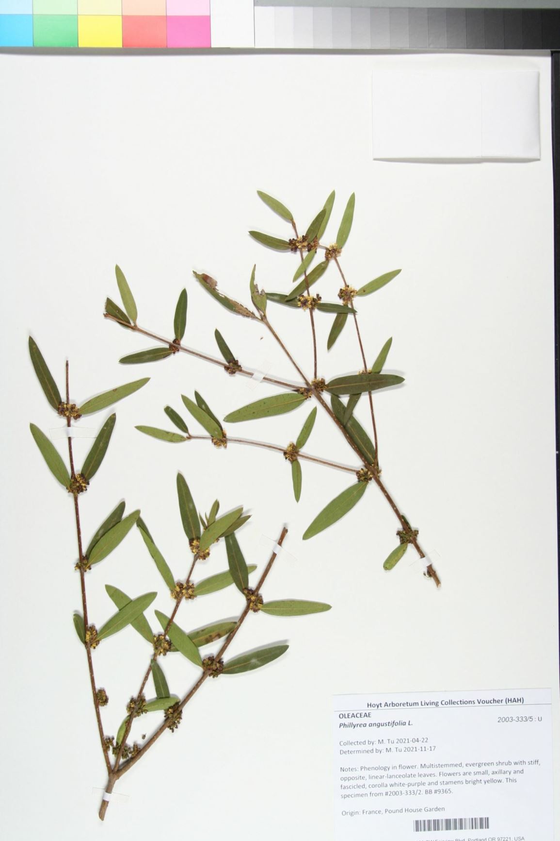 Phillyrea angustifolia