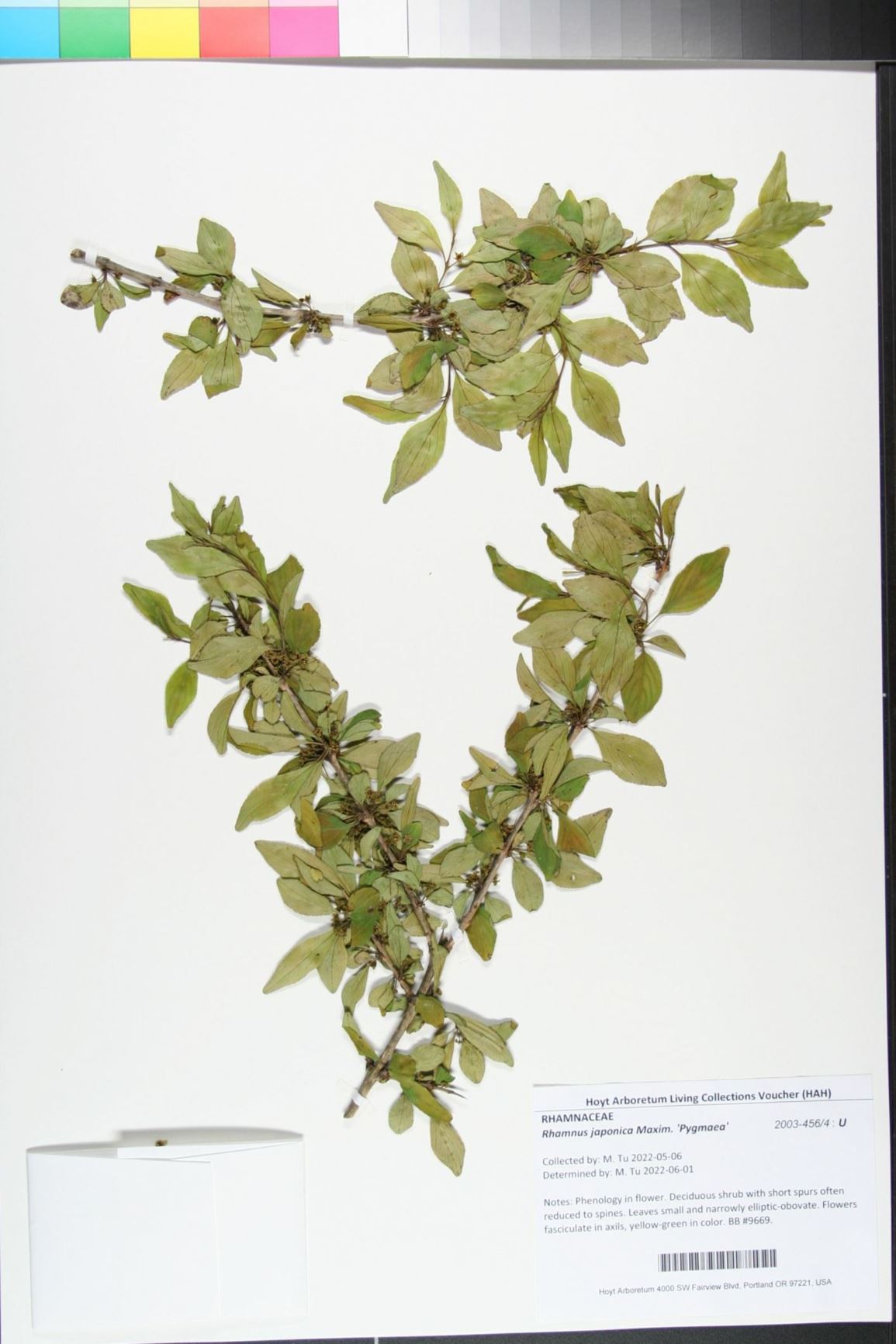Rhamnus japonica 'Pygmaea' - Japanese buckthorn