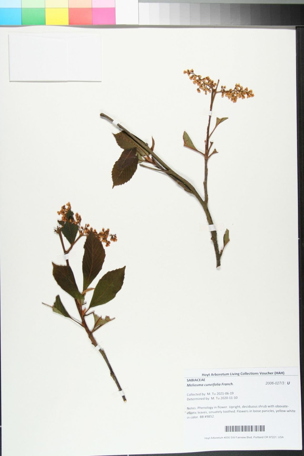 Meliosma cuneifolia