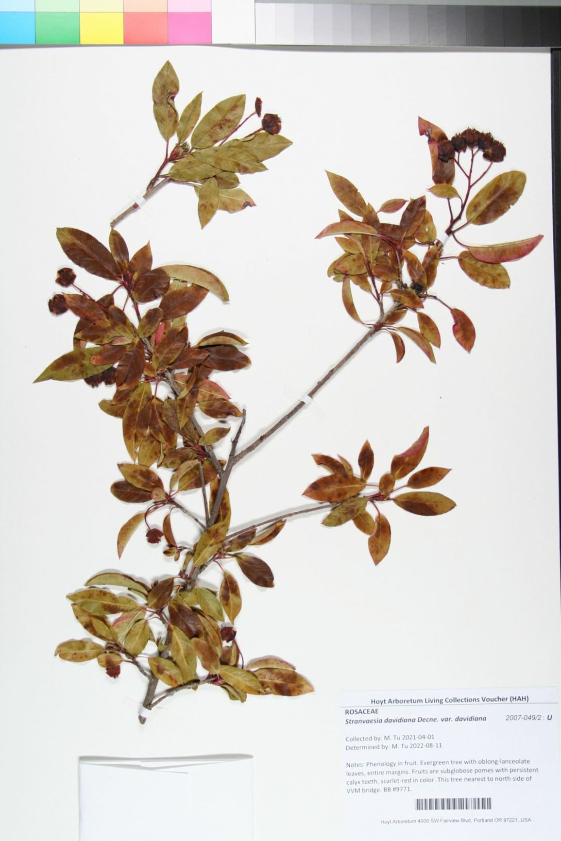 Stranvaesia davidiana var. davidiana - Chinese photinia, Chinese stranvaesia