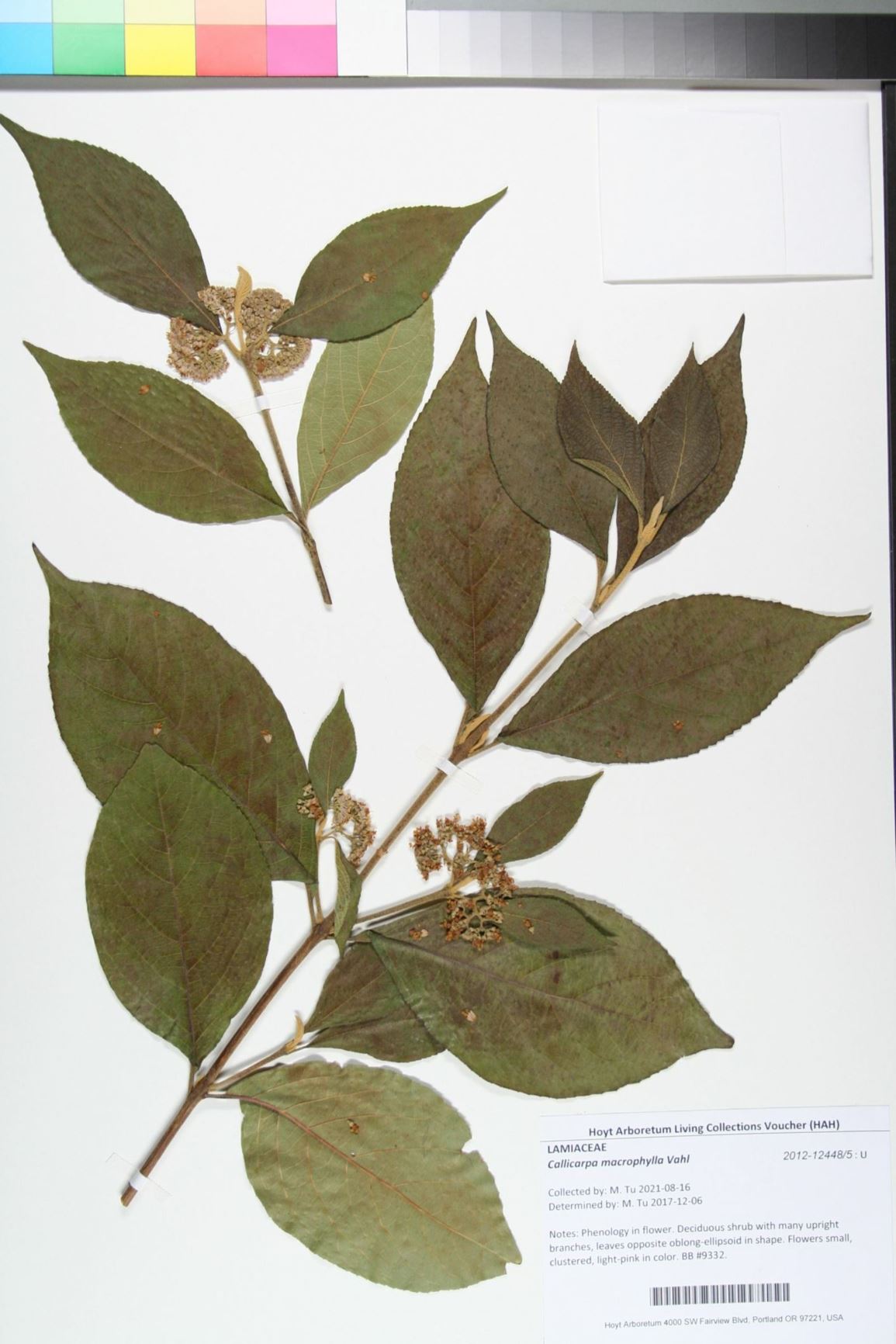 Callicarpa macrophylla
