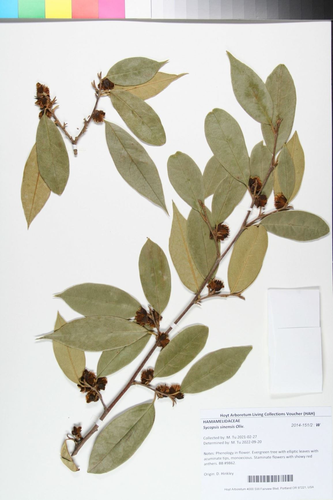 Sycopsis sinensis - Chinese Fig Hazel