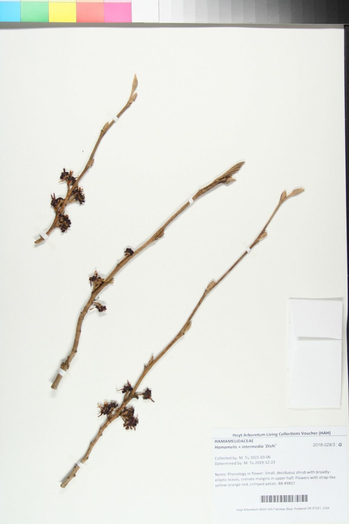 Hamamelis × intermedia 'Dishi'