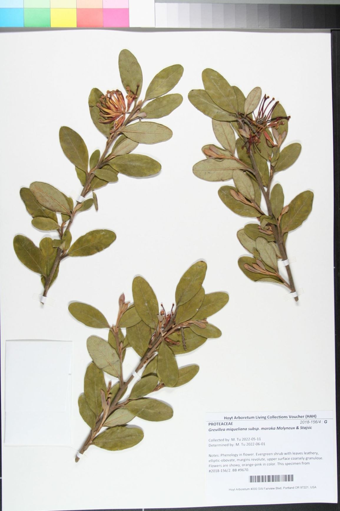 Grevillea miqueliana subsp. moroka - Moroka grevillea
