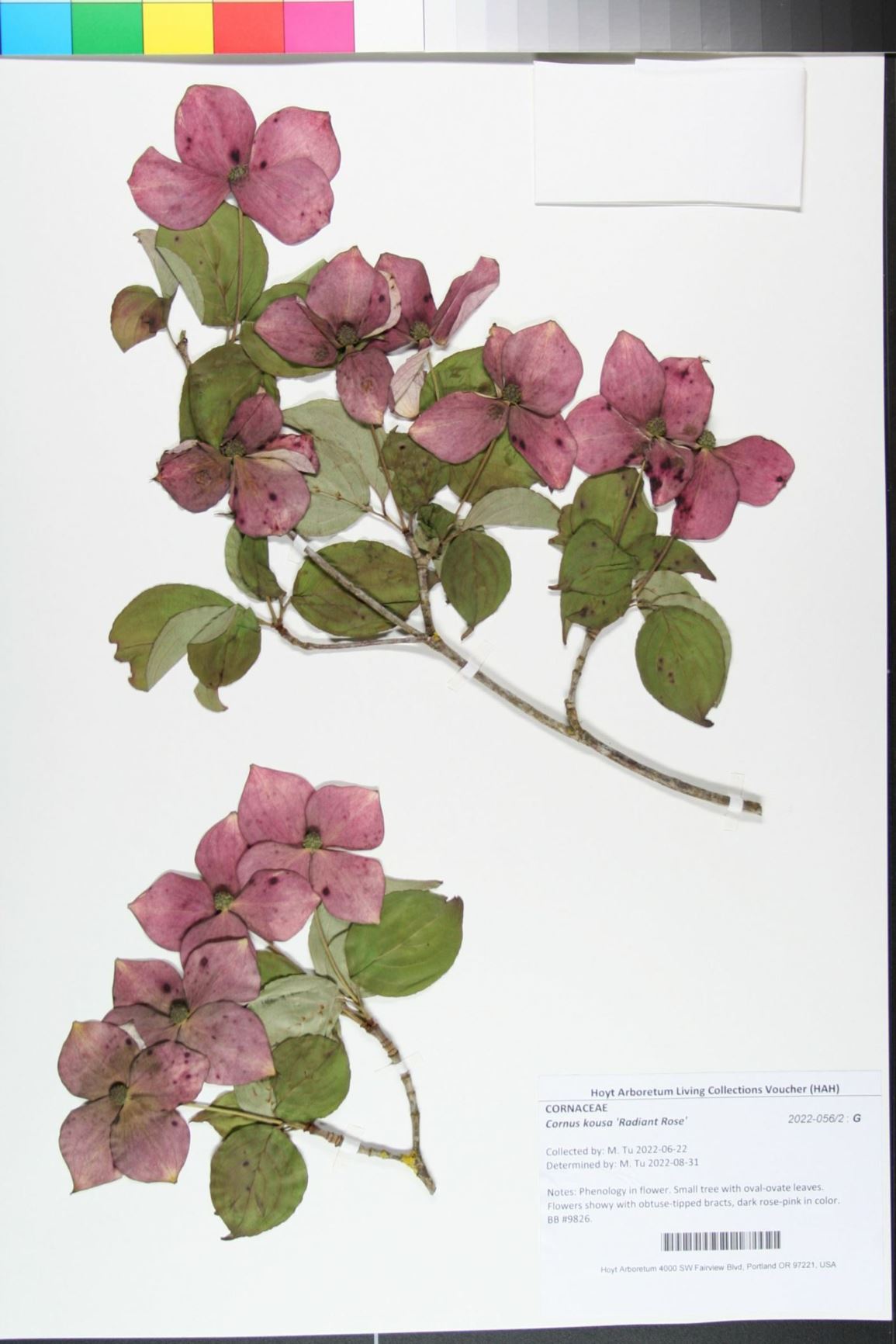 Cornus kousa 'Radiant Rose' - radiant rose dogwood
