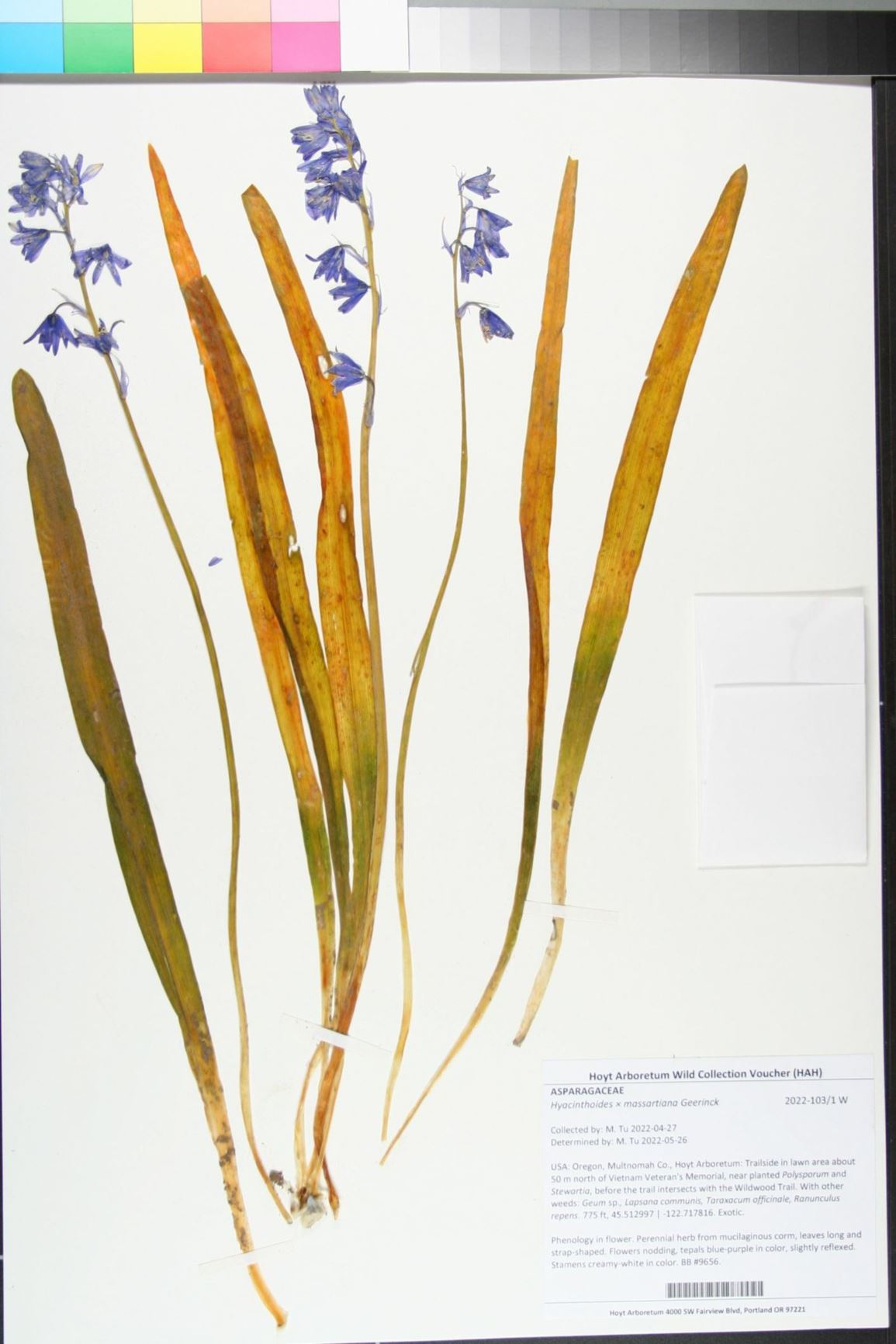 Hyacinthoides × massartiana