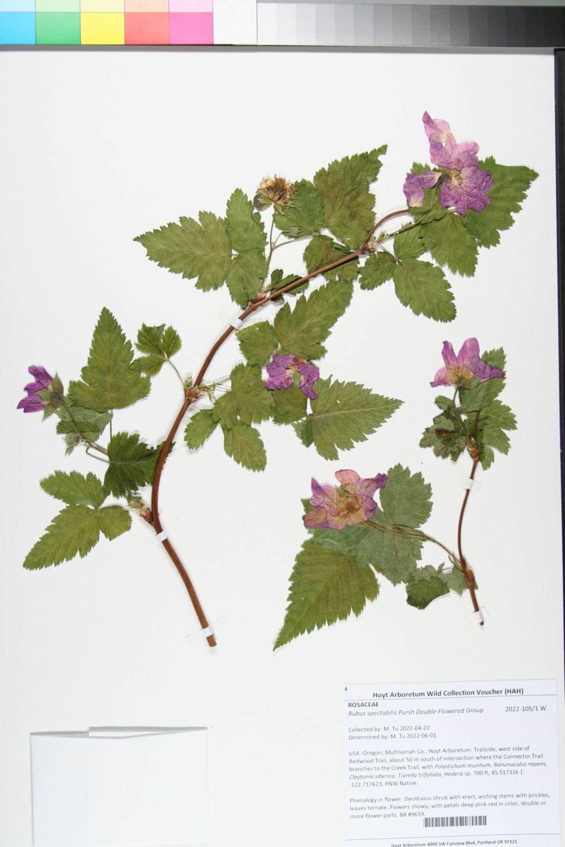Rubus spectabilis Double-Flowered Group