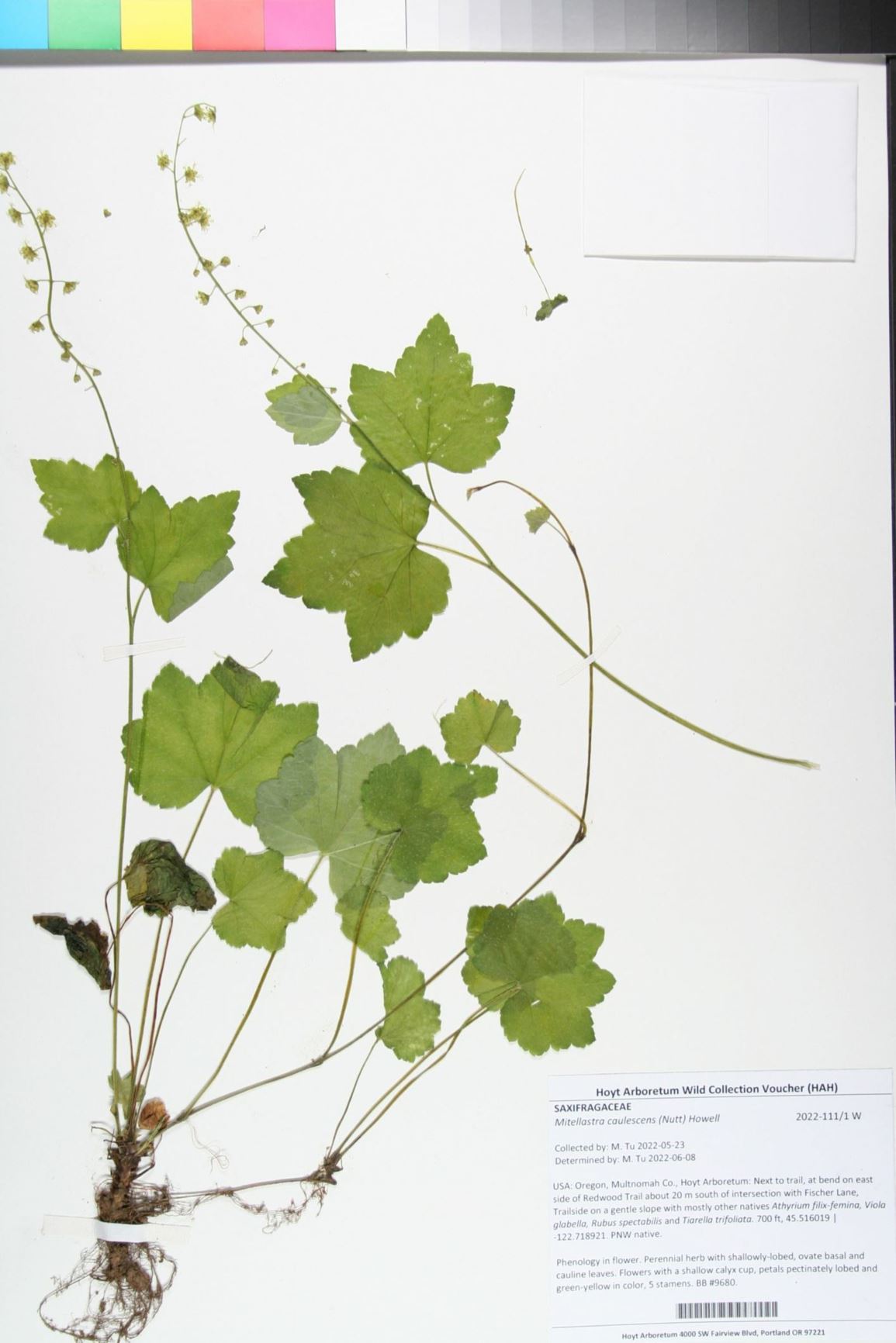 Mitellastra caulescens - leafy mitrewort