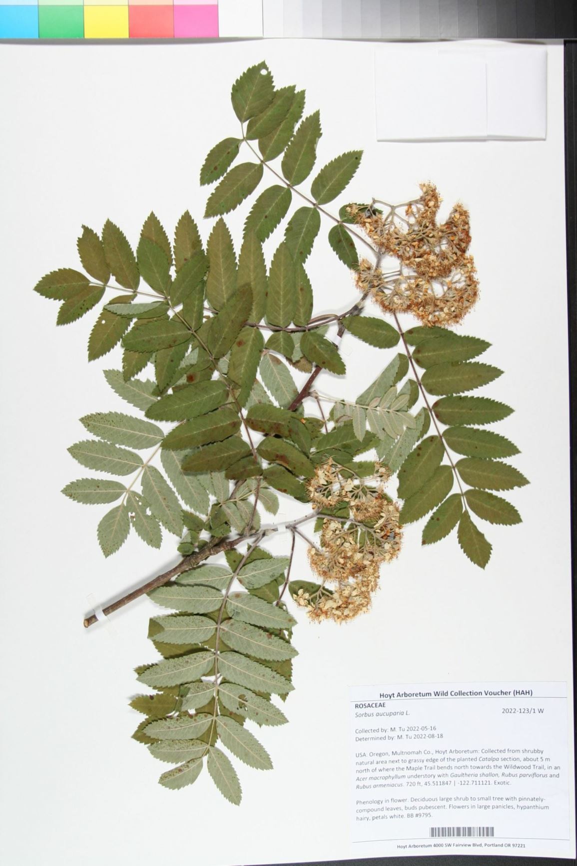 Sorbus aucuparia - European Mtn. Ash